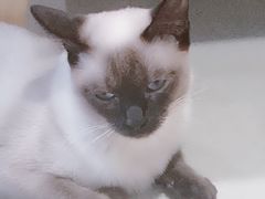 -藏猫猫咖啡主题馆(中央大道店)