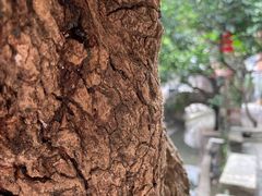 -小洲村