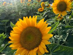 -艾溪湖湿地公园