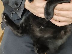 -瑞派名望24h动物医院异宠专科·猫专科·骨科·重症监护分院