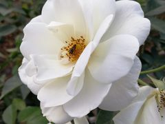 -人民公园(罗湖区)