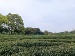 -中国茶叶博物馆(双峰馆区)