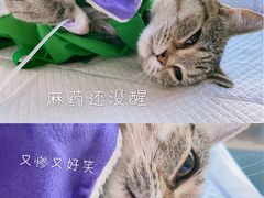 -瑞派福兴宠物医院犬猫全科·骨科·中西医结合(河东店)