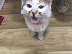 -奈斯宠物医院·核磁CT·异宠专科·内镜(中南店)