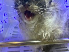 -PETKIT小佩宠物·低压洗护(国顺东路店)