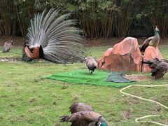 -深圳野生动物园
