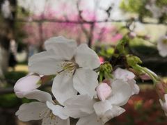 -高东镇樱花园