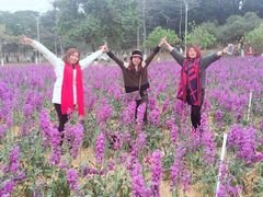 -松山湖梦幻百花洲