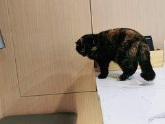 -喵园·猫主题咖啡厅·撸猫·猫咖(国贸店)