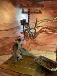 -Zoolung Zoolung动物主题公园(海信广场店)