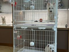 -翊宠yipet猫狗购宠庄园犬舍•猫舍