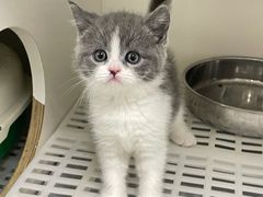 -lincat·猫舍(广州店)