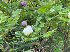 -洛阳市隋唐城遗址植物园