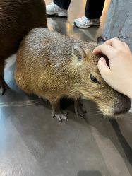 -Zoolung Zoolung动物主题公园(海信广场店)