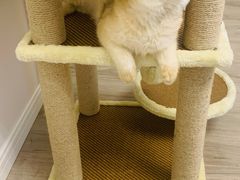 -东方名猫馆·英短金渐层布偶猫舍(环线广场1号楼店)