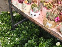 -溪岸路花鸟市场