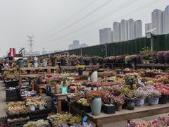 -三圣花乡旅游区