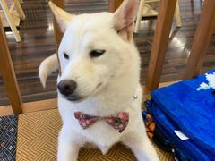 -豆柴町-柴犬主题狗咖(红鼎国际C座店)