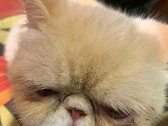 -猫色咖啡·猫咖