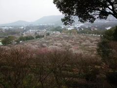 -香雪海