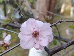 -八大山人梅湖景区