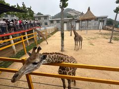 -西霞口神雕山野生动物世界