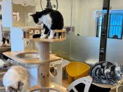 -有喵·猫咖·狗咖·30几只猫10只小狗(岗厦店)