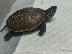 -爱侣宠医·鹦鹉专科·小型哺乳类·异宠专科(灵石路店)