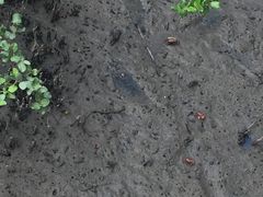 -北海金海湾红树林生态旅游区