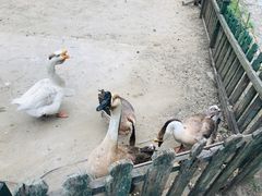-俄罗斯风情小镇