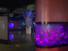 -烟台海昌鲸鲨海洋公园