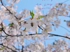 -莫愁湖公园