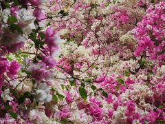 -深圳国际园林花卉博览园