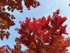 -北京西山国家森林公园