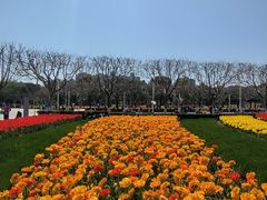 -大宁郁金香公园-停车场