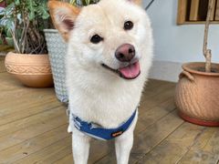 -Fruiffee Cafe 果啡派