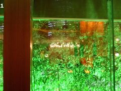 窗外的竹，随风狂舞-北京港澳中心瑞士酒店·瑞士咖啡厅·自助餐