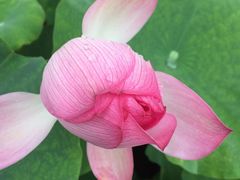 -陈家山荷花公园