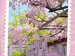 -嘉定紫藤园