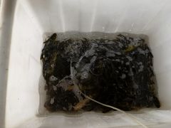 -夏家大锅台炖鱼馆