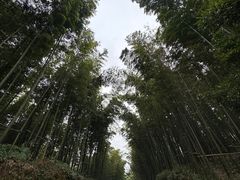 -蜀南竹海景区
