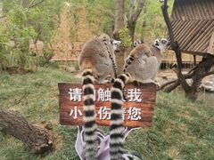 -北京野生动物园