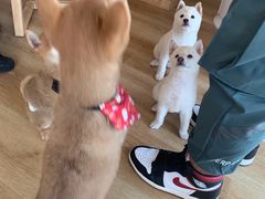 -柴犬小屋·柴餐厅·狗咖食堂(金鼎广场店)