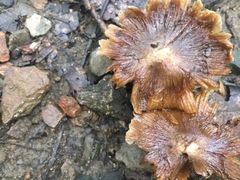 -兴福老面馆(寺路街店)