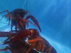 -虾弄弄海派小龙虾·牛羊蝎子火锅