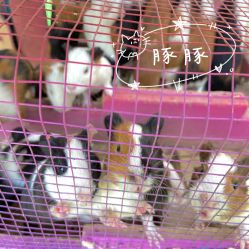 -萌宠亲子动物乐园(槐房万达店)