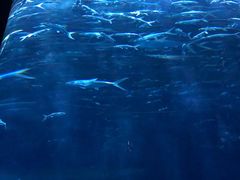 -麦当劳(海洋公园店)