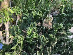 -南山植物园