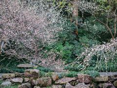-杭州植物园