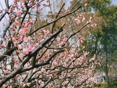 -新虹桥中心花园